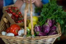 Close-up of female staff holding basket of vegetables in organic secti